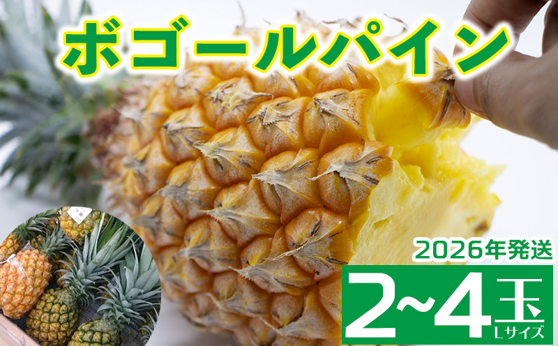 2026年発送【羽地の駅】ボゴールパイン2～4玉 2.4kg以上 沖縄 おきなわ 国産 県産 お取り寄せ 人気 こだわり ギフト くだもの あまい 魅力 お土産 食べ物 果物 名護 やんばる なご 南国 トロピカル 夏