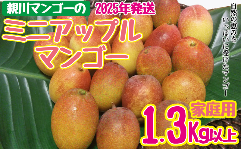 【2025年発送】親川マンゴーのミニアップルマンゴー　家庭用　1.3kg以上 アップル マンゴー 夏 冷蔵 おすすめ 人気 スイーツ デザート 果実 果物 フルーツ 南国 沖縄 おきなわ ジュース シャーベット アイス お土産 おみやげ 家庭