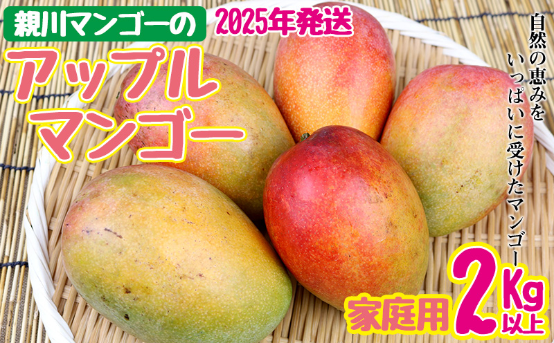 【2025年発送】親川マンゴーのアップルマンゴー　家庭用　2kg以上 アップル マンゴー 夏 冷蔵 おすすめ 人気 スイーツ デザート 果実 果物 フルーツ 南国 沖縄 おきなわ ジュース シャーベット アイス お土産 おみやげ 家庭
