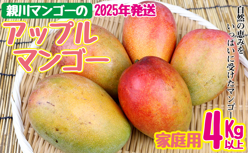 【2025年発送】親川マンゴーのアップルマンゴー　家庭用　4kg以上 アップル マンゴー 夏 冷蔵 おすすめ 人気 スイーツ デザート 果実 果物 フルーツ 南国 沖縄 おきなわ ジュース シャーベット アイス お土産 おみやげ 家庭