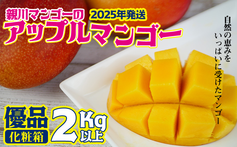 【2025年発送】親川マンゴーのアップルマンゴー　優品2kg以上（化粧箱） アップル マンゴー 夏 スイーツ 冷蔵 人気 おすすめ お土産 おみやげ ギフト 果物 フルーツ スイーツ デザート 南国 プレゼント 贈り物 くだもの 沖縄 おきなわ