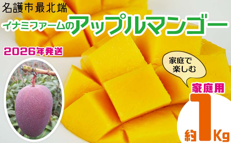 【2026年発送】名護市最北端イナミファームの家庭で楽しむアップルマンゴー 約1kg フルーツ 果物 期間限定 数量限定 マンゴー 南国 プレゼント お土産 おみやげ ギフト くだもの 沖縄 おきなわ 青果 デザート おすすめ 人気 冷蔵 夏 スイーツ