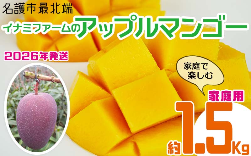 【2026年発送】名護市最北端イナミファームの家庭で楽しむアップルマンゴー 約1.5kg フルーツ 果物 期間限定 数量限定 マンゴー 南国 プレゼント お土産 おみやげ ギフト くだもの 沖縄 おきなわ 青果 デザート 冷蔵 おすすめ 人気 夏 スイーツ