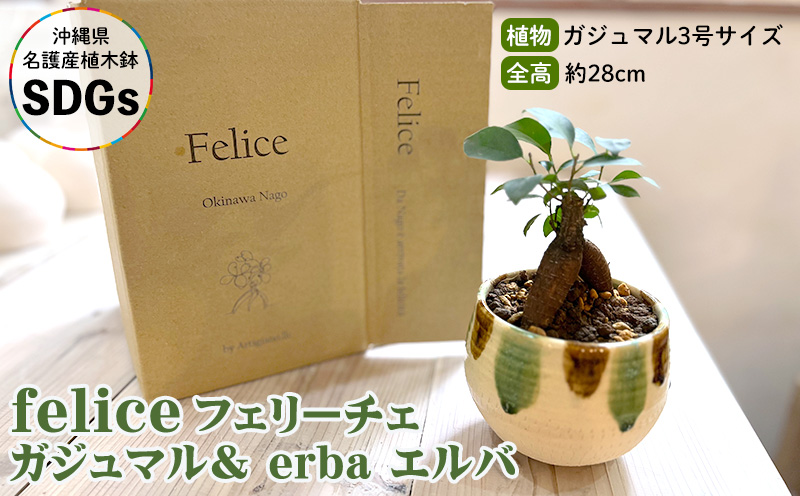 『feliceフェリーチェ』ガジュマル＆ erba エルバ【名護産植木鉢SDGｓ】 やちむん 焼き物 陶芸 ガジュマル 植木鉢 体験 伝統 工芸 鑑賞用 観葉植物 インテリア 初心者 ふるさと納税 沖縄 おきなわ 名護 なご 植物 国産 育てやすい