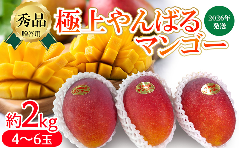 2026年発送【贈答用】極上やんばるマンゴー約2kg【秀品】 完熟 マンゴー 先行予約 冷蔵 大玉 家庭 贈答用 スイーツ スムージー プリン フルーツジュース 国産 フルーツ 果物 果実 南国 沖縄 ギフト 贈り物 プレゼント