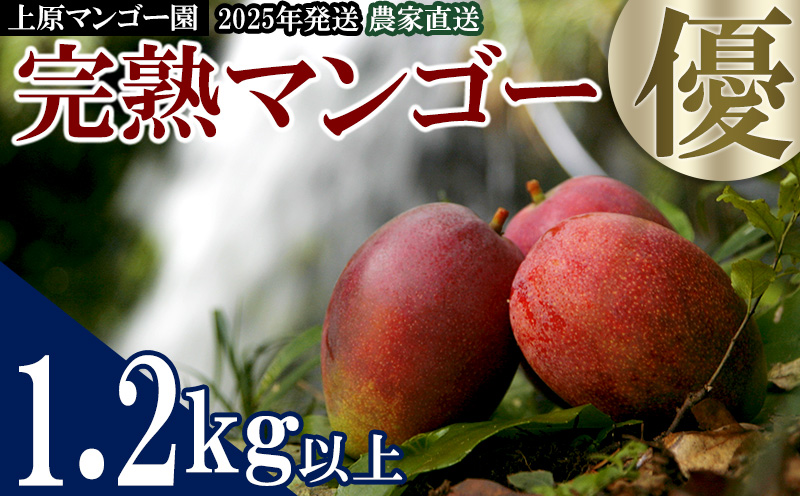 2025年発送 農家直送【上原マンゴー園】優品完熟マンゴー　1.2kg以上　先行予約 完熟 マンゴー アップル 南国 沖縄 国産 フルーツ くだもの 果物 果実 先行予約 産地直送 贅沢 濃厚 冷蔵 スイーツ デザート 旬の果物 贈答用 名護