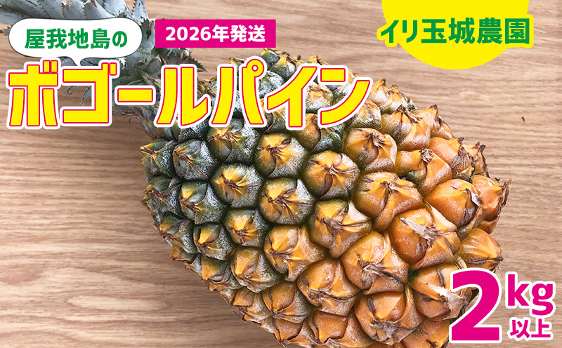 2026年「屋我地島のボゴールパイン」2kg以上【屋我地島　イリ玉城農園】 沖縄 屋我地島 ボゴール パイナップル ぱいん 県産 名護市 なご ２キロ 送料無料 ご当地 ふるさと納税 お取り寄せ 果物 くだもの 果実 青果物 デザート フルーツ おやつ