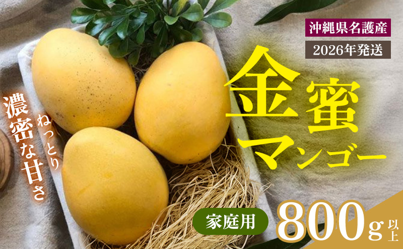 【2026年 先行予約 数量限定】金蜜マンゴー 家庭用 800g以上 家庭用 先行予約 沖縄 甘味 糖度 濃厚 おいしい お土産 まんごー きんみつ ギフト プレゼント 果実 くだもの 果物 ふるさと納税 送料無料 トロピカル 名護市 フルーツ