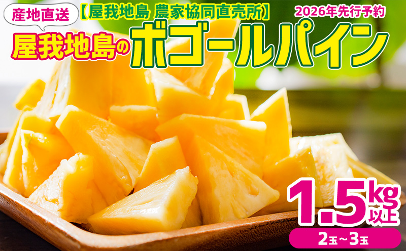 2026年【屋我地島　農家協同直売所】屋我地島のボゴールパイン1.5kg以上（2～3玉） パイナップル 先行予約 沖縄 名護市 フルーツ 厳選 こだわり 果物 くだもの パイン お取り寄せ ふるさと納税 送料無料 南国フルーツ ぱいん 名護市 なご 食べ物 やんばる トロピカル