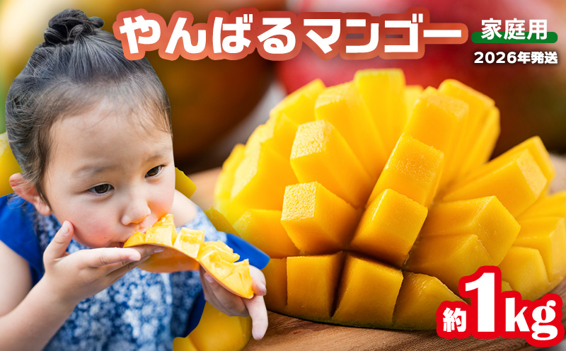 【2026年発送】マンゴー家庭用　約１kg 期間限定 数量限定 先行予約 フルーツ 果物 南国 プレゼント お土産 おみやげ ギフト スイーツ 贈答 冷蔵 人気 おすすめ デザート 青果 おきなわ 季節 くだもの