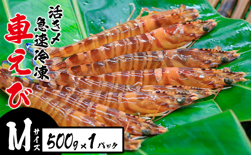 活き〆急速冷凍車えび【Mサイズ】　500g×1パック お刺身 塩焼き 天ぷら フライ 急速冷凍 エビ 鮮度 おせち 養殖 瞬間冷凍 甲殻類 海産物 うまみ くるまえび 海老 海鮮 送料無料