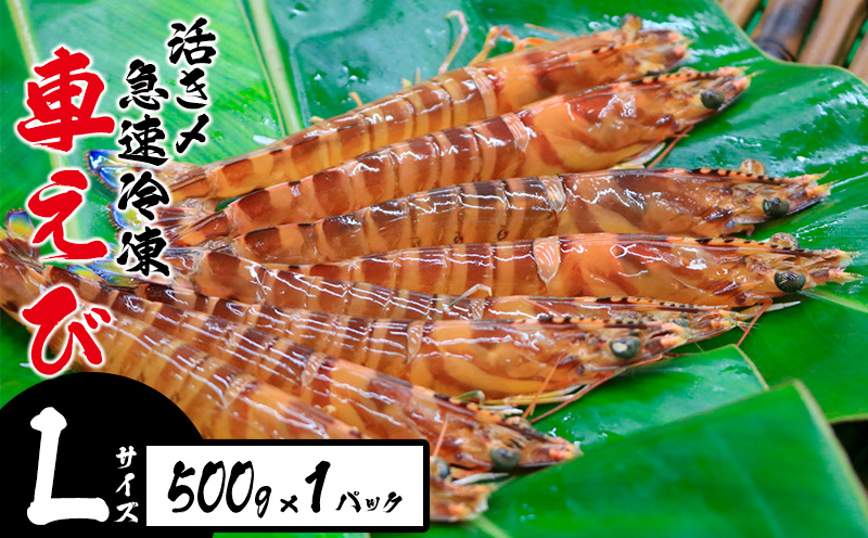 活き〆急速冷凍車えび【Lサイズ】　500g×1パック お刺身 塩焼き 天ぷら フライ 急速冷凍 エビ 鮮度 おせち 養殖 瞬間冷凍 甲殻類 海産物 うまみ くるまえび 海老 海鮮 送料無料