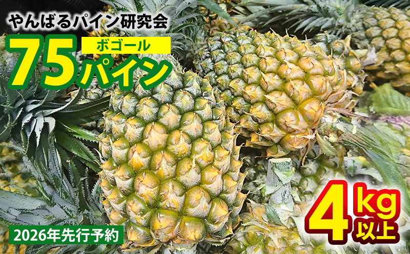 【2026年先行予約】７５パイン（ボゴール）4kg以上 パイン パイナップル パインアップル 沖縄県産パイン フルーツ 南国フルーツ トロピカルフルーツ 沖縄フルーツ 果物 くだもの 果実 デザート 甘い 人気 おすすめ プチギフト 産地直送 国産 沖縄 名護市