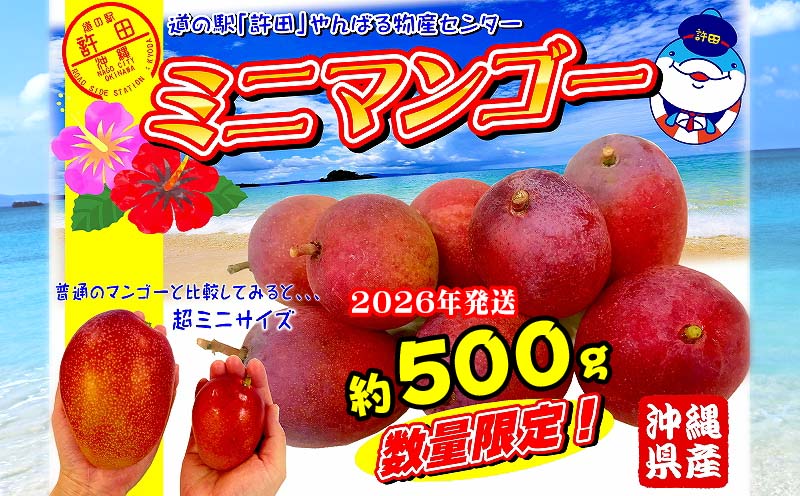 2026年発送　道の駅許田のミニマンゴー　約500g マンゴー 小ぶり ミニサイズ 濃厚 産地直送 南国 フルーツ くだもの 果物 果実 贅沢 スイーツ デザート 旬の果物 沖縄 名護 国産 人気 おすすめ 先行予約