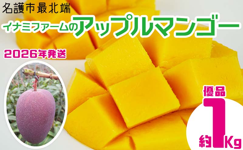 【2026年発送】名護市最北端イナミファームの　優品　アップルマンゴー 約1kg フルーツ 果物 期間限定 数量限定 マンゴー 南国 プレゼント お土産 おみやげ ギフト くだもの 沖縄 おきなわ 青果 デザート 冷蔵 おすすめ 人気 夏 スイーツ