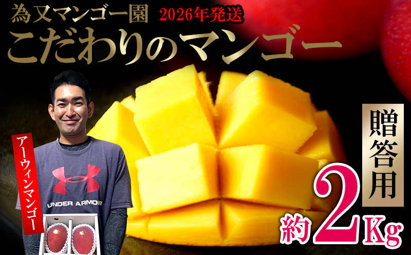 【2026年発送】為又マンゴー園　贈答用　こだわりのマンゴー　約2kg フルーツ 果物 期間限定 数量限定 マンゴー 南国 プレゼント お土産 おみやげ ギフト くだもの 沖縄 おきなわ 青果 デザート おすすめ 人気 冷蔵 夏 スイーツ