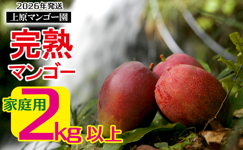 2026年発送 農家直送【上原マンゴー園】家庭用完熟マンゴー　2kg以上　先行予約 完熟 マンゴー アップル 南国 沖縄 フルーツ くだもの 果物 果実 先行予約 産地直送 贅沢 濃厚 冷蔵 スイーツ デザート 旬の果物 ご家庭用 ご自宅用 国産
