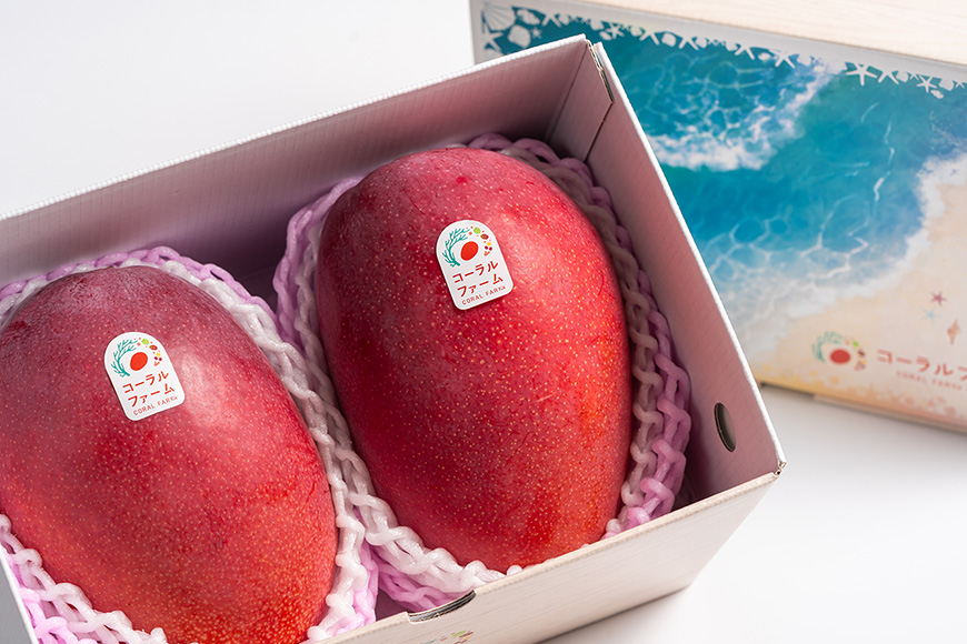 【2026年発送】コーラルファーム（秀品1kg）アップルマンゴー（2～3玉）