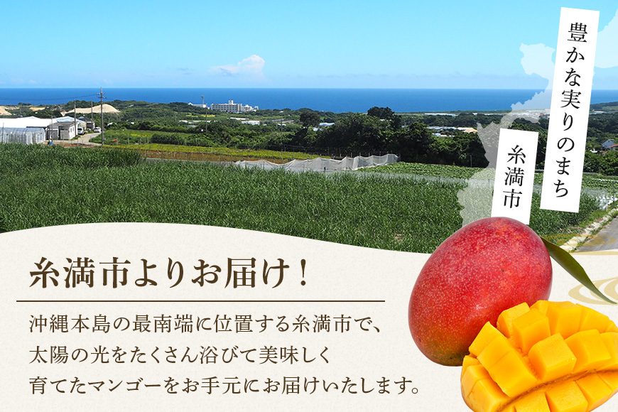 【先行予約 2026年発送】家庭用マンゴー 1kg 沖縄県産 マンゴー 家庭用 1キロ 国産 完熟マンゴー 果物 南国 くだもの フルーツ 完熟 夏 旬 特産品 沖縄 お取り寄せ 産地直送 農家直送 甘い 濃厚 糸満市
