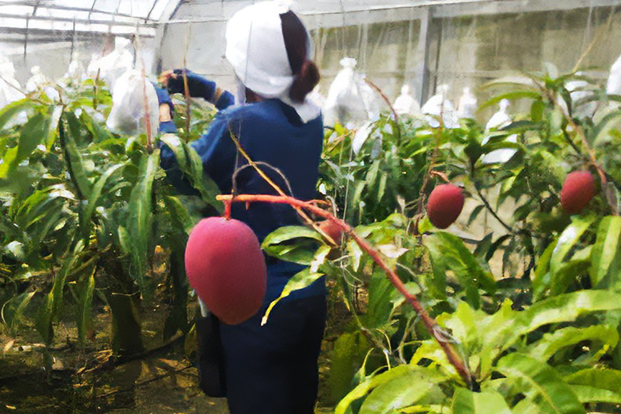 【2026年発送】かねよしマンゴーの甘くとろけるマンゴー2kg（家庭用） 93-2