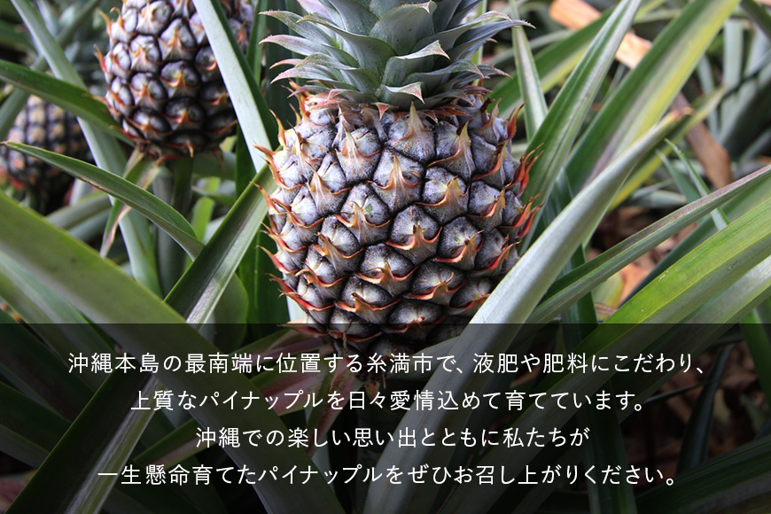 【2026年発送】ハッピーパイン1玉 沖縄県の南部では育たないと言われた幻のパイナップル パイナップル パイン フルーツ 果物 甘い 沖縄