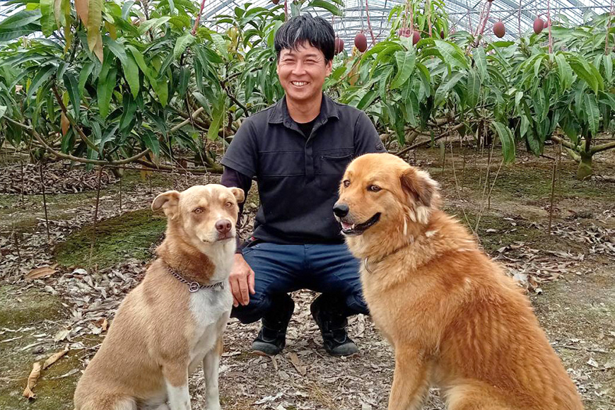 【2026年発送】訳あり！沖縄県糸満産　かねよしマンゴーのアーウィンマンゴー1.5kg 93-7