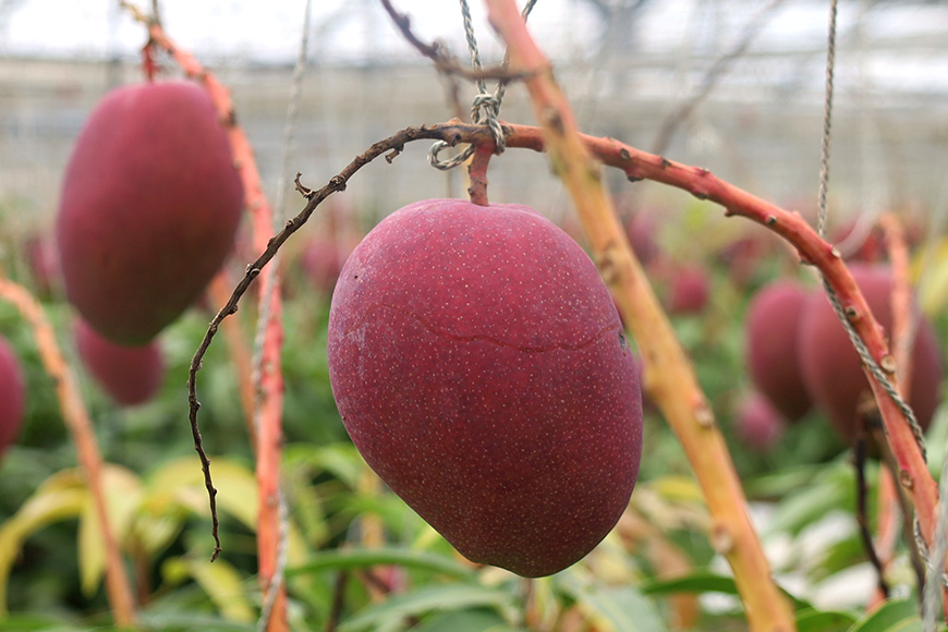 【2026年発送】優秀賞受賞のかしみ園アップルマンゴー1kg 18-5