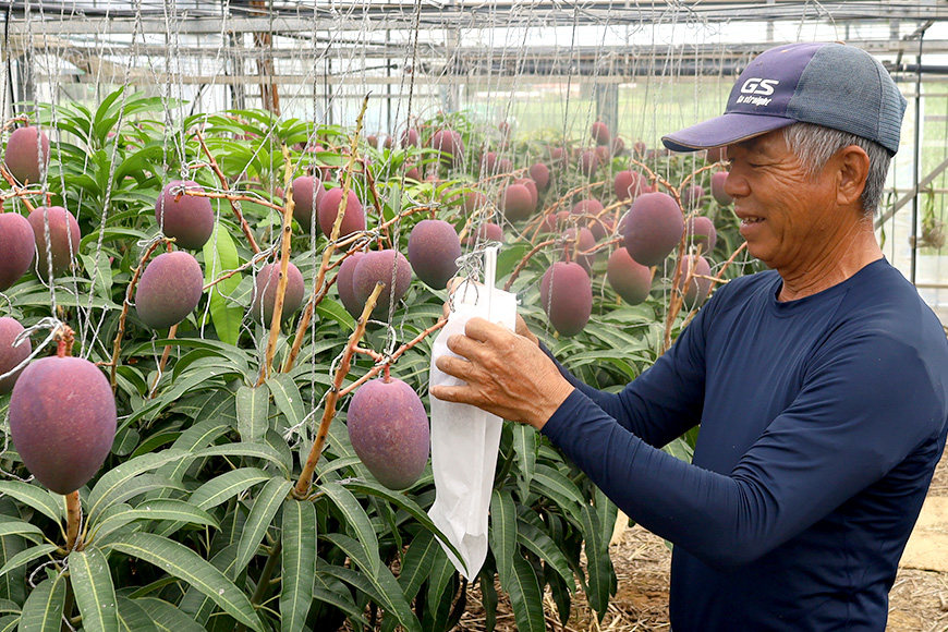 【2026年発送】優秀賞受賞のかしみ園アップルマンゴー2kg 18-4