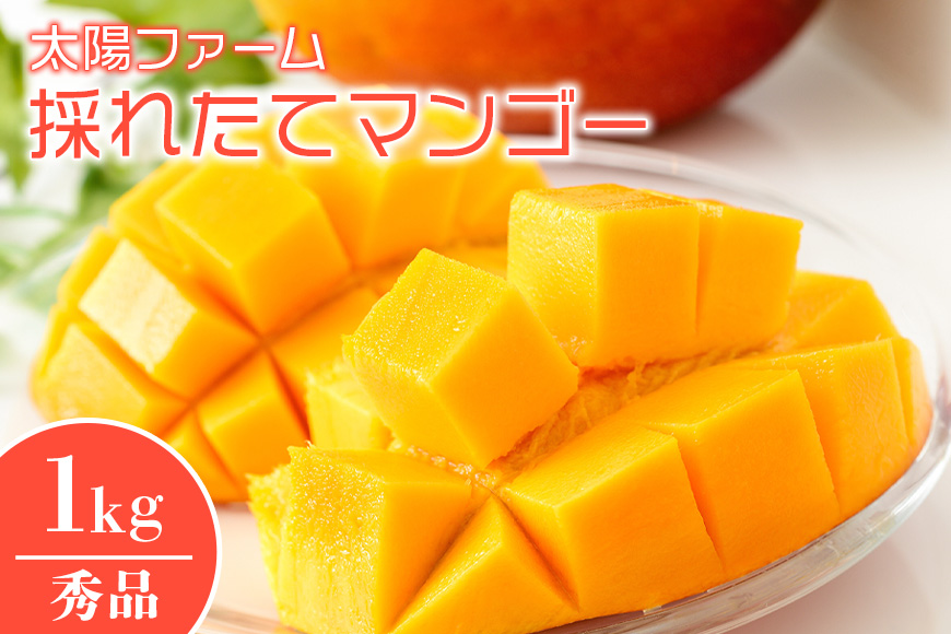 【2026年発送】太陽ファームの採れたてマンゴー1kg（秀品） 120-6