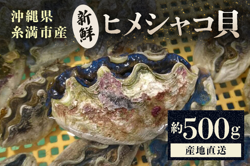 【産地直送】「海人のまち」で水揚げ！新鮮なヒメシャコ貝 約500g