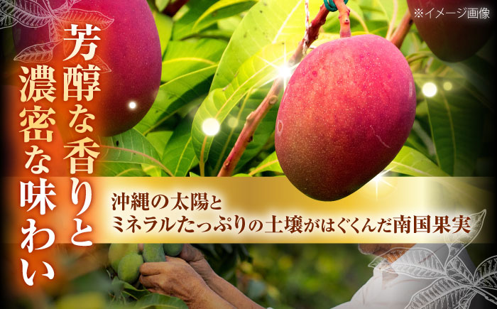 【先行予約 2026年発送 予約受付】 訳あり 完熟マンゴー 約4kg (約2kg×2箱) マンゴー 沖縄 果物 フルーツ ギフト 沖縄市 / ちゃんぷる～市場 [BCAA007]