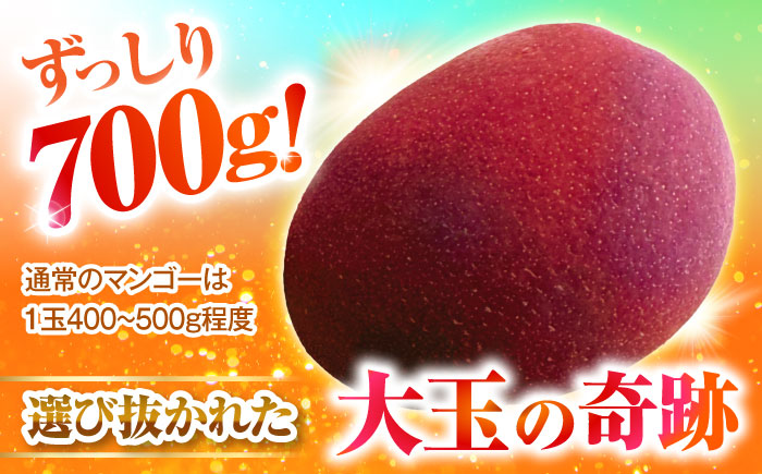 【最優秀賞受賞】沖縄県産 完熟マンゴー 大玉 2個入り マンゴー 沖縄 果物 フルーツ ギフト 沖縄市 / MAIFARM [BCAN006]