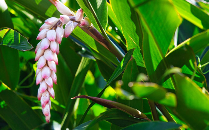 Natural Essence TAMANU 沖縄県産タマヌインフューズドオイル 月桃 10ml (約30日分) 美容オイル 美容液 スキンケア 保湿 化粧品 沖縄市 6000円 / 株式会社すまエコ [BCBJ005]