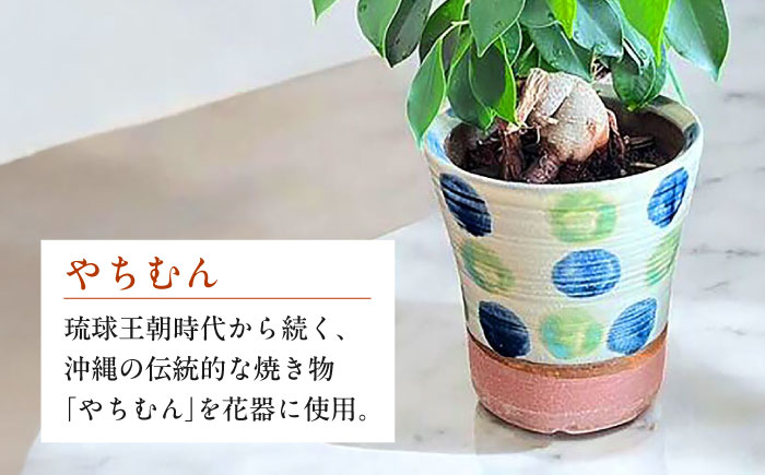 南国植物とやちむんのグリーンセット 観葉植物 エアープランツ インテリア 雑貨 小物 おしゃれ ナチュラル 沖縄市 / 草花屋ふれあい [BCDX001]