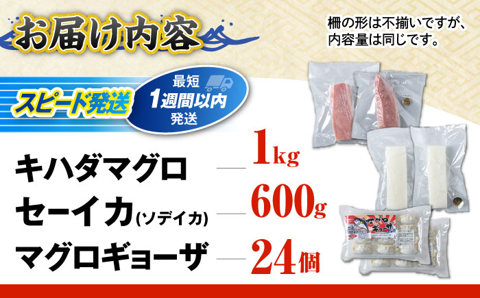 漁港直売店イチオシ3種セット (冷凍キハダマグロ1kg / セーイカ0.6kg / マグロギョーザ24個) 沖縄市 / 沖縄市漁業協同組合 パヤオ直売店 [BCDZ004]