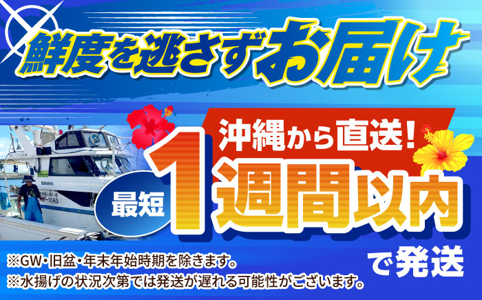 冷凍セーイカ (そでいか) 900g (300g ×3パック) 沖縄市 / 沖縄市漁業協同組合 パヤオ直売店 [BCDZ008]
