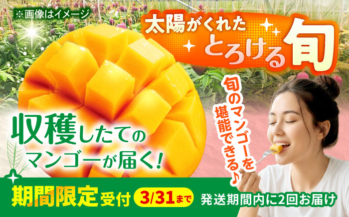 【全2回】太陽の恵み マンゴーご褒美便 (総計4kg) マンゴー 2026 沖縄 果物 フルーツ ギフト 沖縄市 / 仲村農園 [BCZZ053]