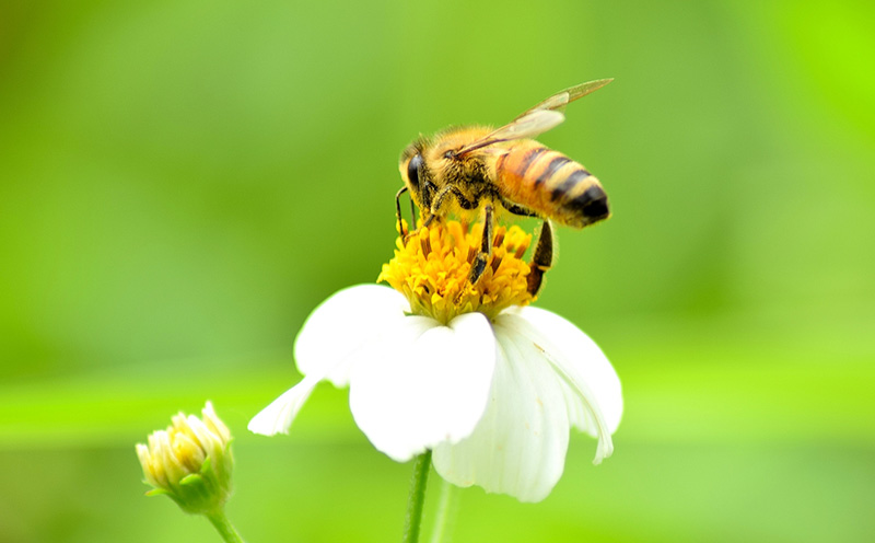 コハマのハチミツ 200g 5本セット 国産 はちみつ ハチミツ 蜂蜜 hatimitu ハニー HONEY 蜜 さし草 プロポリス 生ローヤルゼリー  詰め合わせ 食べ比べ 小分け お試し グルメ ギフト セット 内祝い 沖縄: 沖縄市ANAのふるさと納税