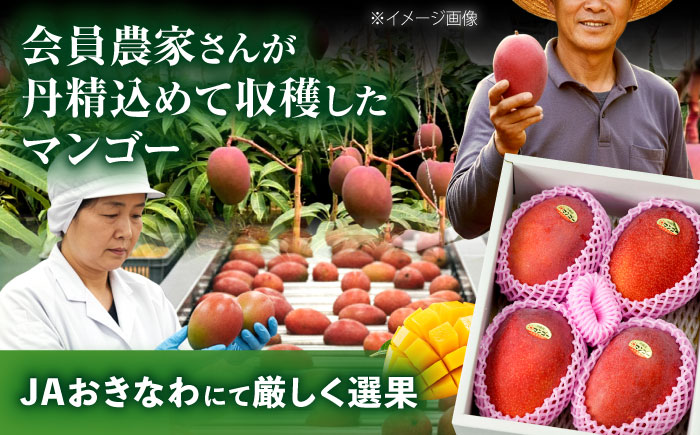 【先行予約 2026年発送 予約受付】 完熟マンゴー 約2kg (4～6玉 / 化粧箱・秀品) マンゴー 沖縄 果物 フルーツ ギフト 沖縄市 / ちゃんぷる～市場 [BCAA004]