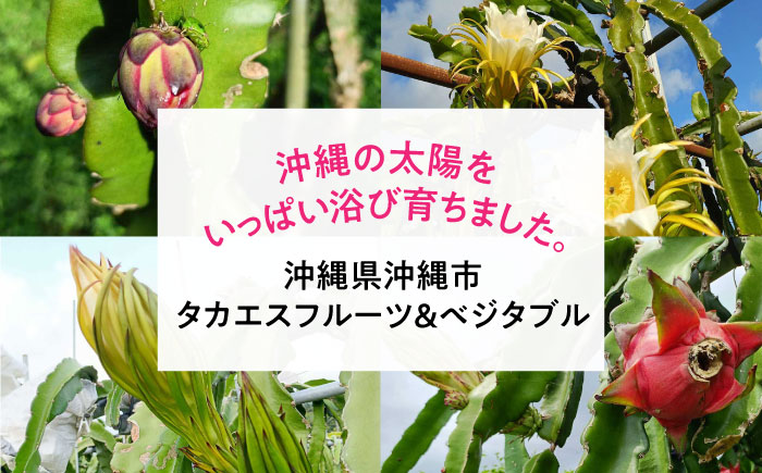 【2026年発送 先行受付】農家直送！南国の果物 ドラゴンフルーツ 2.5kg 火龍果 果物 フルーツ デザート お取り寄せ 沖縄市 / タカエス フルーツ＆ベジタブル [BCBH002]