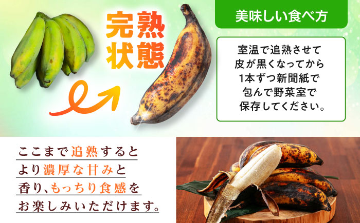 ムッチリ食感！沖縄県産アップルバナナ 1kg バナナ フルーツ 果物 無農薬 banana 沖縄市 10000円 / タカエス フルーツ＆ベジタブル [BCBH003]