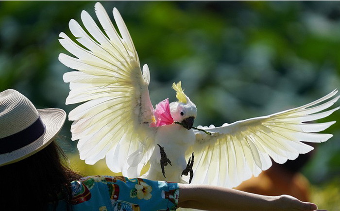 東南植物楽園 入園券 ＆ ランチ券 (大人2名) 入場券 チケット 植物園 テーマパーク 観光 沖縄市 / 株式会社東南植物楽園 [BCBY005]