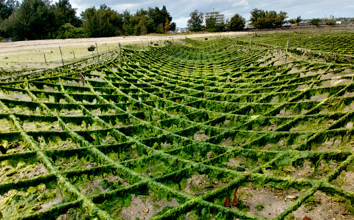沖縄県産 乾燥あおさ (15g×20袋入り) あおさ アーサ 海藻 国産 小分け 年内発送 沖縄市 / 合同会社沖縄直販 [BCDM002]
