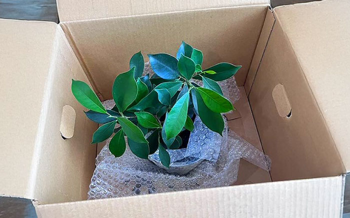 南国植物とやちむんのグリーンセット 観葉植物 エアープランツ インテリア 雑貨 小物 おしゃれ ナチュラル 沖縄市 / 草花屋ふれあい [BCDX001]