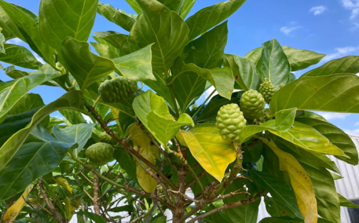 沖縄県産ノニ100％使用『神寿 SHINJU』720ml×1本 ノニジュース 沖縄 健康ドリンク 健康食品 ギフト 沖縄市/有限会社おきりゅう [BCBB001]