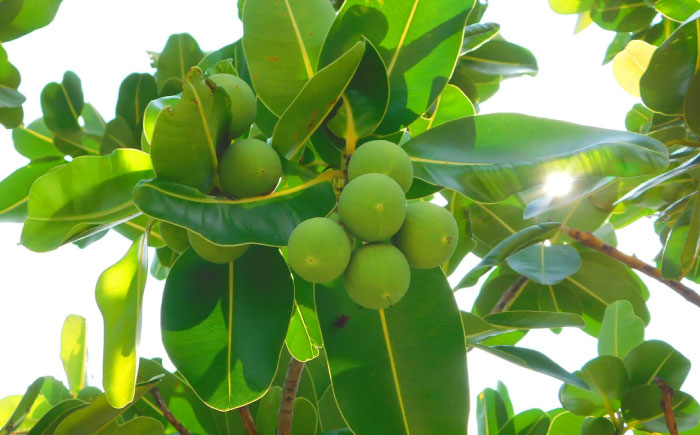 Natural Essence TAMANU タマヌオイルインクレイパック (沖縄県産クチャ) 40g フェイスパック クリームパック 泥パック 保湿 美容 沖縄市 6000円 / 株式会社すまエコ [BCBJ008]