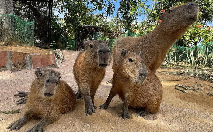 東南植物楽園 入園券 ＆ ランチ券 (大人2名) 入場券 チケット 植物園 テーマパーク 観光 沖縄市 / 株式会社東南植物楽園 [BCBY005]