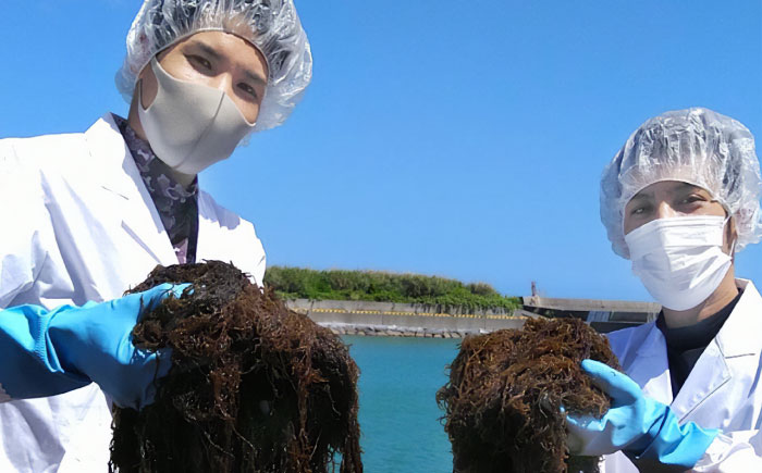 しゃぶしゃぶ用 沖縄県産極太もずく モズク 太もずく しゃぶしゃぶ 国産 沖縄市 / 合同会社沖縄直販 [BCDM004]