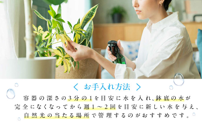 南国植物とやちむんのグリーンセット 観葉植物 エアープランツ インテリア 雑貨 小物 おしゃれ ナチュラル 沖縄市 / 草花屋ふれあい [BCDX001]