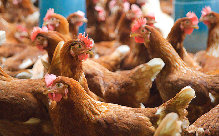 【腸活スープ】無塩 ボーンブロス (150ml×14袋) 年内発送 沖縄市 / BoneBrothFactoryOkinawa [BCAK006]